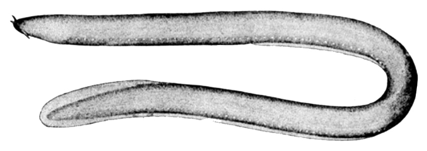 Myxine glutinosa_01.jpg